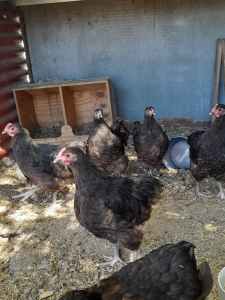 Rare chicken breeds & king quails 