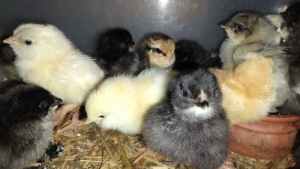 Adorable Easter Egger Chicks, including day-old chicks