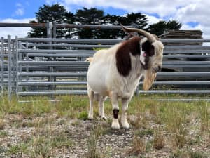 Boer goat x Tennessee meat goat buck