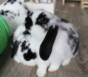 2 Purebred Mini Lop Bunnies/Rabbits - Leisurely Buns