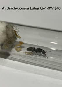 Brachyponera Lutea / small Iridomyrmex SP colony Queen ant Workers