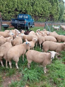 Sheep , weather and ewe lambs