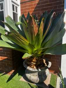 Giant Bromeliad with pot
