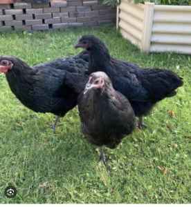 Australorp pullets and free rooster 