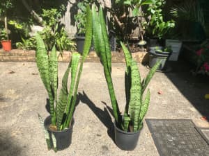 Mother-In-Laws Tongue/Snake Plant/Sansevieria