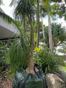 Palm tree (huge ponytail)