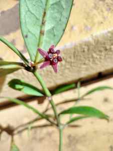 flowering Hoya lobbii red IML 1161 / no offers