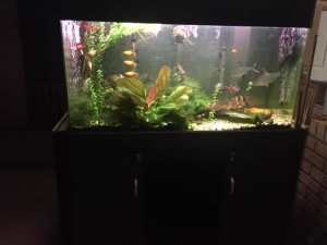 Fish Tank with all Accessories and Fish