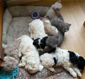 Cavoodle pups. Companion dog for any age.