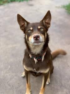 Kid Friendly Kelpie in need of a new home