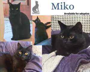 Miko! Beautiful nature, black panther male cat - Deedlebug Cat Rescue