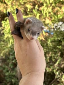 Super cute tamed baby ferret