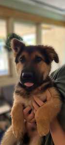 German Shepherd X Shar Pei Puppies For Sale 
