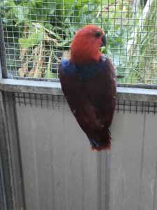 Parent reared female Electus parrot