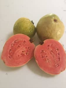 Pink Guava Tree Plants