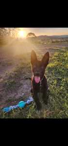 Pure-bred Black German Shepher Pup 4 months old