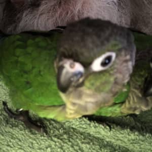 Hand Raised Green Cheeked Conures