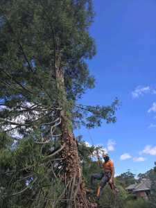 jakes tree services, wood processing and chipping services 