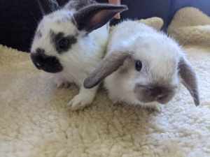 Baby Mini Lop Bunnies / Rabbits- Pure bred. Very Friendly