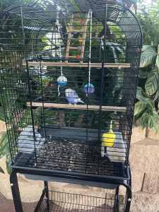BUDGIES AND CAGE FOR SALE