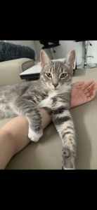 Free 1 year old grey male tabby