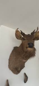 Authentic Taxidermy deer