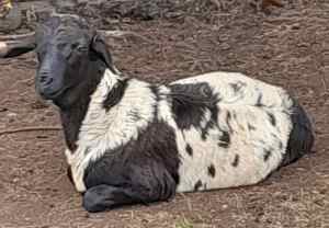 Persian ram lamb (sheep)