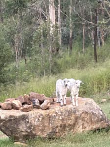 Twin doe Baby female goats. (Does/kids) Toowoomba.