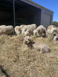 In-lamb Wiltipoll ewes