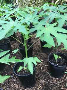 Papaya/Pawpaw very healthy trees - be quick