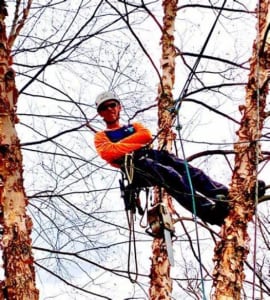 Wanted: tree climber to place bird nests
