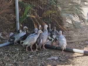 Guinea Fowl Keets