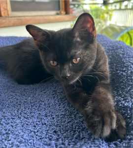 1 Male Kitten British Shorthair X Ragdoll