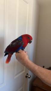 3 Month old hand raised Female Eclectus Parrot