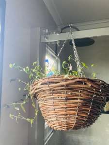 Hanging basket with chain plants, basket is about 30cm diameter