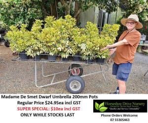 Super Specials Reduced Prices Plants - See Photos for Prices Mudgeeraba Gold Coast South Preview