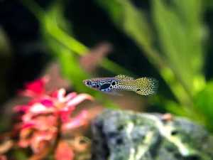 Endler guppies and Blue and Black Cherry Shrimp