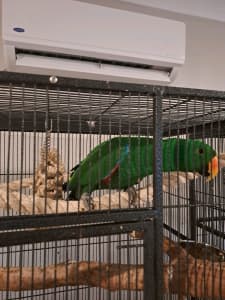 Eclectus Parrot & everything you need