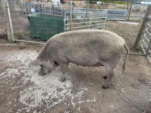 Sow pig for sale