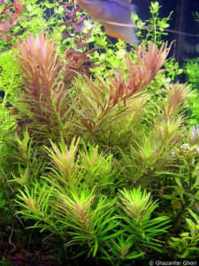 Limnophila Hippuriodes SUBMERGED GROWN ($5 for a bag full)