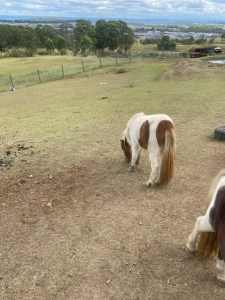 Ponies pony Shetland ponies 5 to choose from horses pets