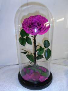 Preserved Rose (real) in Glass Dome, 33cm H, with presentation box.