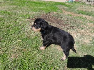 Chihuahua x silky terrier puppies