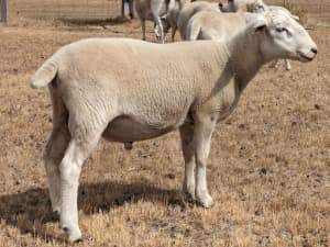Wiltipoll Sheep, Quality Flock Rams, 2023