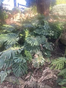 Mature monstera for free