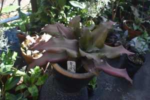 Cryptanthus Spring Song Large in Nice Glazed Pot!