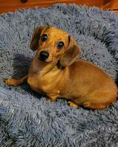 Urgently seeking SMALL, DNA tested and clear, Miniature Dachshund male