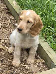 English cocker spaniels (1 boy and 1 girl) . Sydney delivery Sunday..