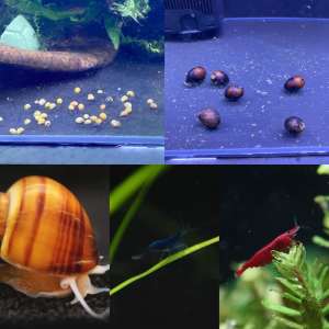Nerite , mystery snails cherry shrimp plants SALE aquarium fish tank