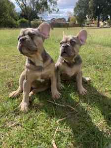 Male and female lilac and tan French bulldog puppies